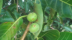 Ficus crocata