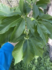 Aesculus californica