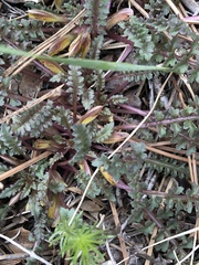Pedicularis semibarbata charlestonensis