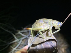 Nesoecia