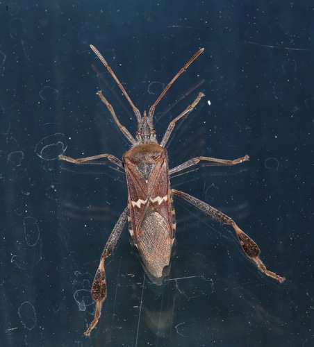 iNaturalist observation photo of Western Leaf-footed Bug