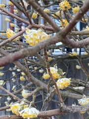 Edgeworthia