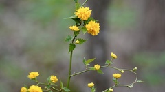 Kerria japonica