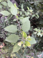 Varronia bullata