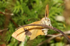 Chrysolarentia polyxantha