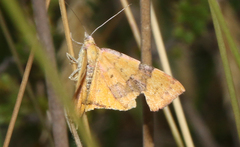 Chrysolarentia polyxantha