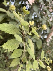 Varronia bullata