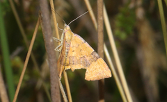 Chrysolarentia polyxantha