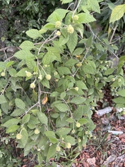 Varronia bullata