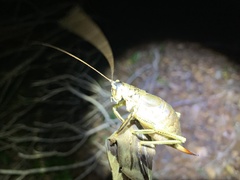 Nesoecia