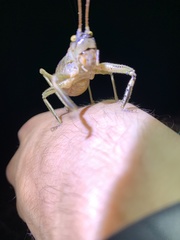 Nesoecia
