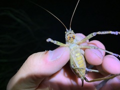 Nesoecia