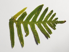 Polypodium cambricum