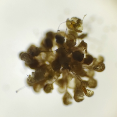 Polypodium cambricum