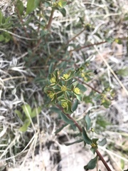 Euphorbia lurida