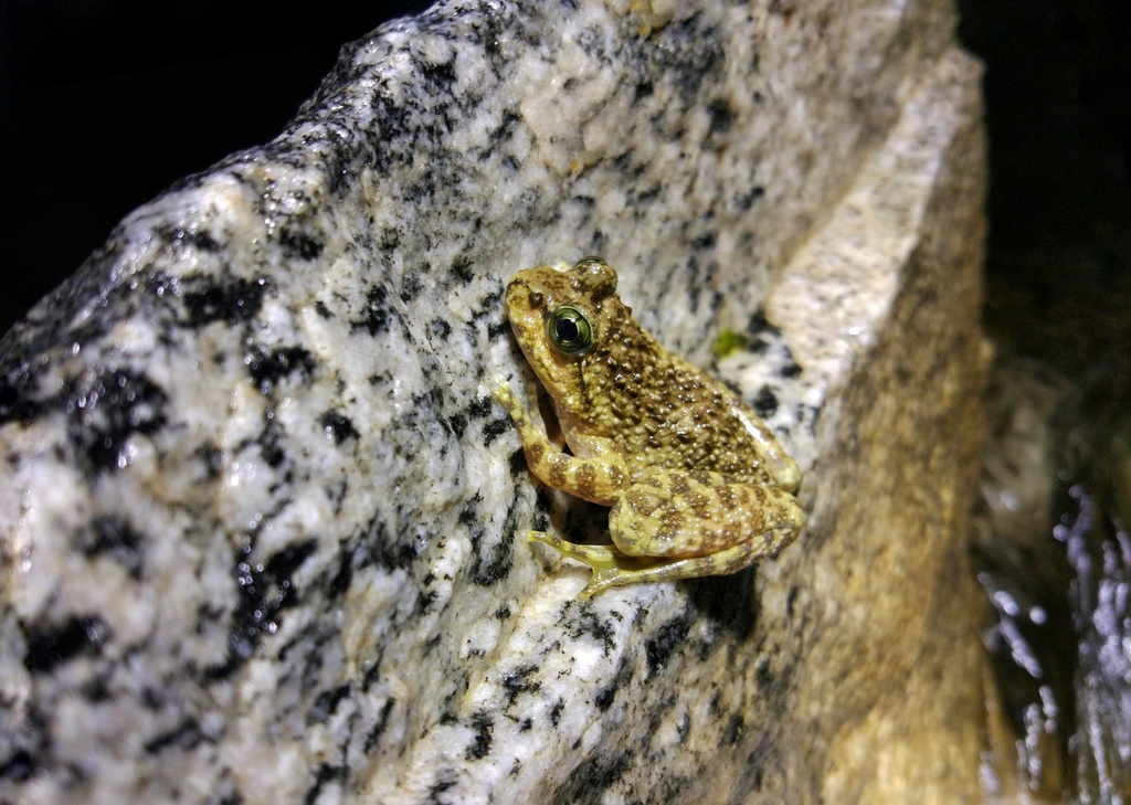 Chayu Paa Frog