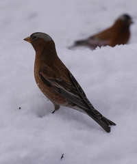 Leucosticte tephrocotis tephrocotis