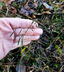 Vicia minutiflora