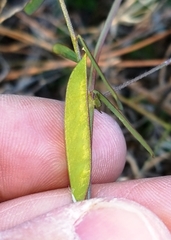 Vicia minutiflora