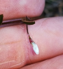 Vicia minutiflora