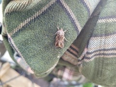 Autographa pasiphaeia