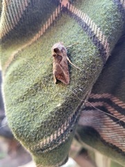 Autographa pasiphaeia