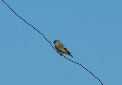 Spinus barbatus