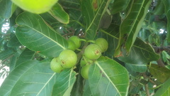 Ficus crocata