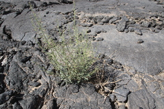 Scrophularia deserti