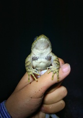 Chayu Paa Frog photo 3