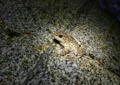 Chayu Paa Frog photo 2