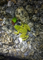Chayu Paa Frog photo 4