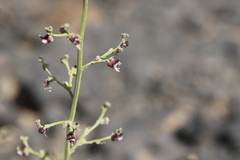 Scrophularia deserti