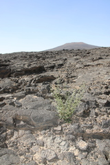 Scrophularia deserti