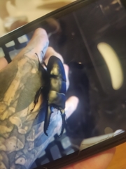 Serrognathus titanus