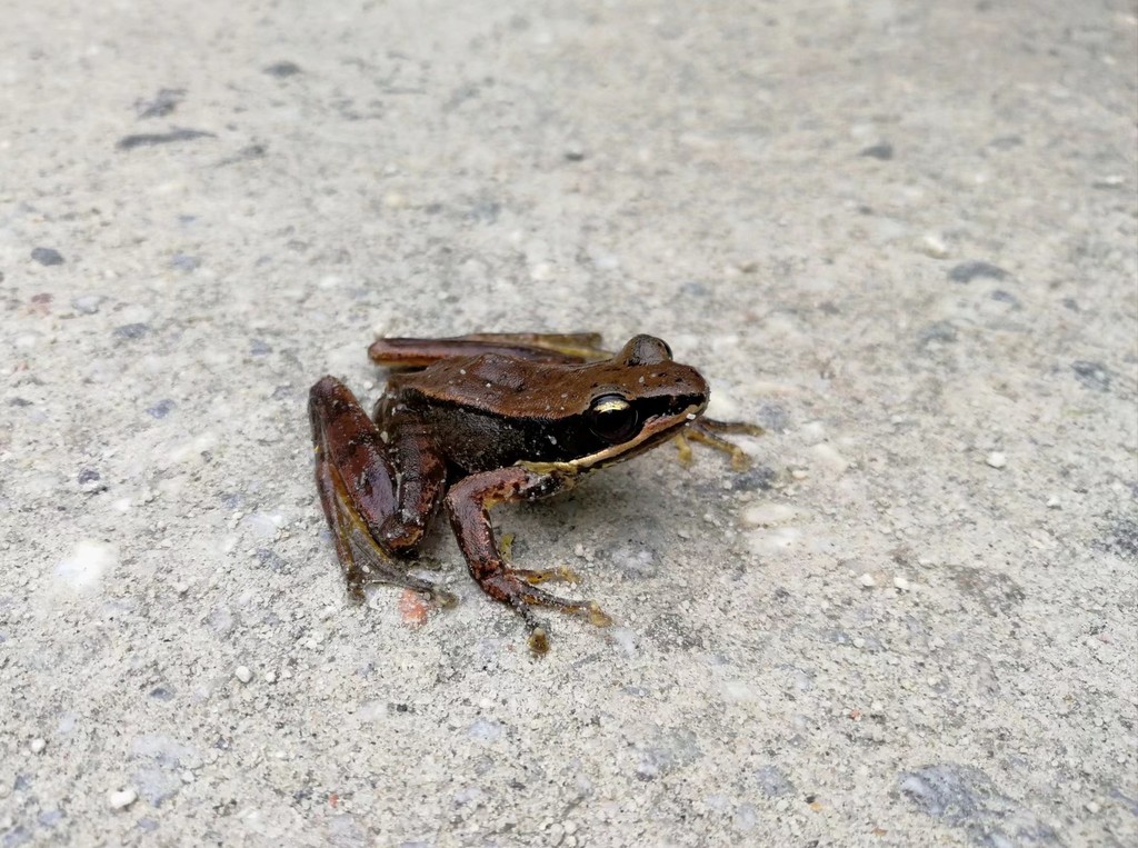 Aniqiao Torrent Frog