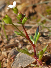 Saxifraga tridactylites