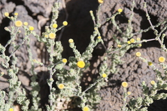 Pulicaria incisa