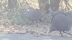 Numida meleagris mitratus