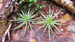 Dyckia