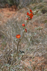 Sphaeralcea parvifolia