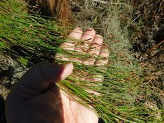 Restio subverticillatus