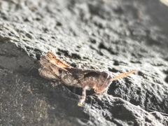 Arminda lancerottensis