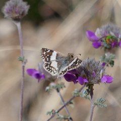 Heliopetes domicella