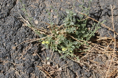 Nanorrhinum acerbianum
