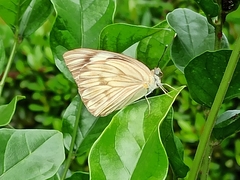 Lepidoptera