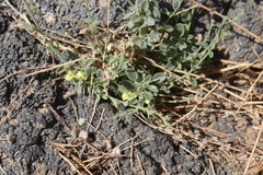 Nanorrhinum acerbianum