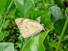Lepidoptera