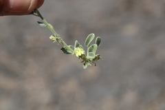 Nanorrhinum acerbianum