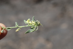 Nanorrhinum acerbianum